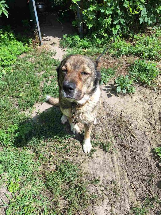 Кавказська вівчарка