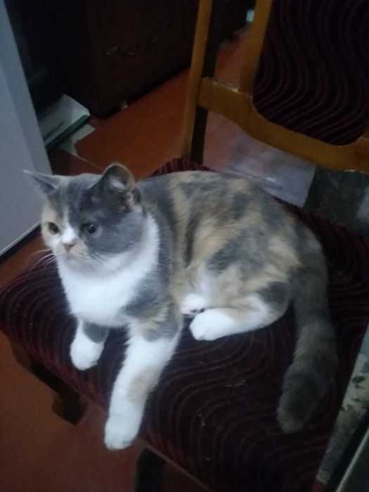 Британская трёхцветная кошечка