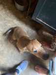 Dou cães super fofinhos