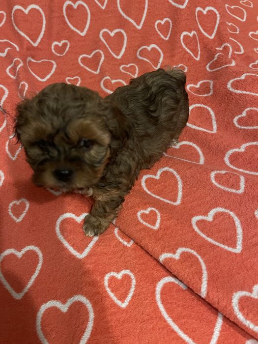 Shihpoo- shih tzu, pudel