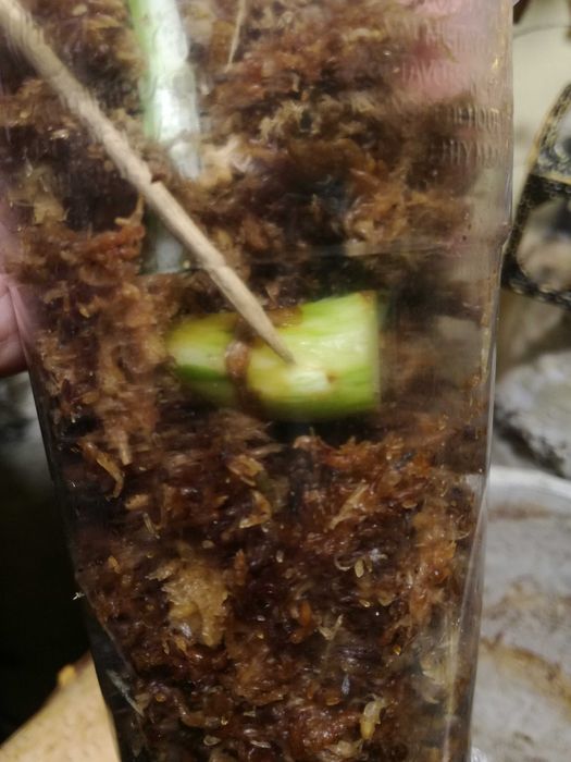 Philodendron Giganteum Variegata Filodendron roślina piękna monstera