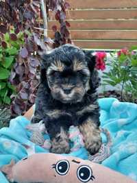 Shihpoo Cavapoo pudel shihtzu sunia