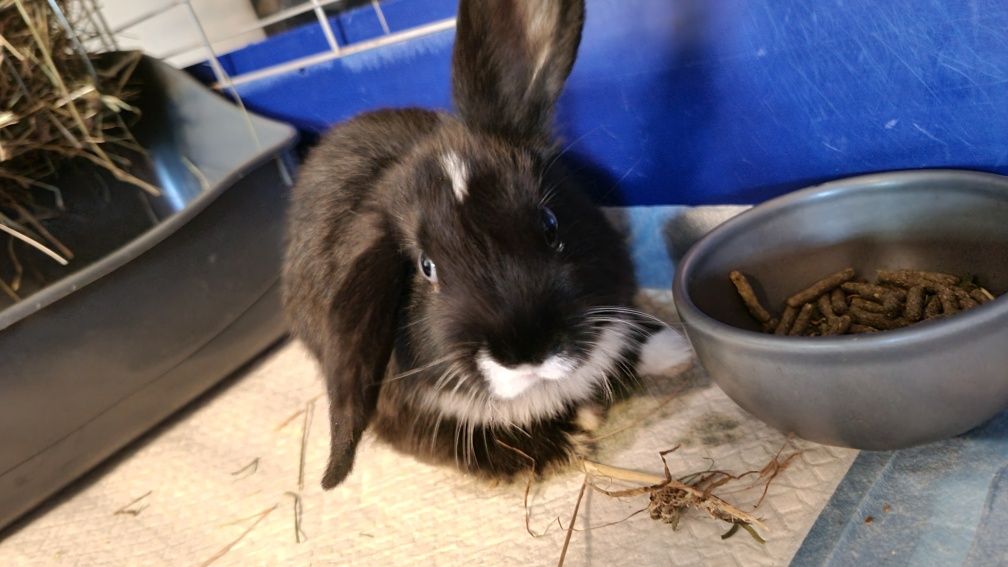 Królik mini lop dziewczynka