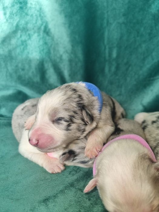 * * * piesek * * * blue merle tricolor Border Collie