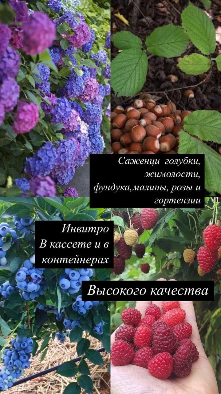 Рассада голубики и малины, метельчатая и крупнолистная гортензия, почв
