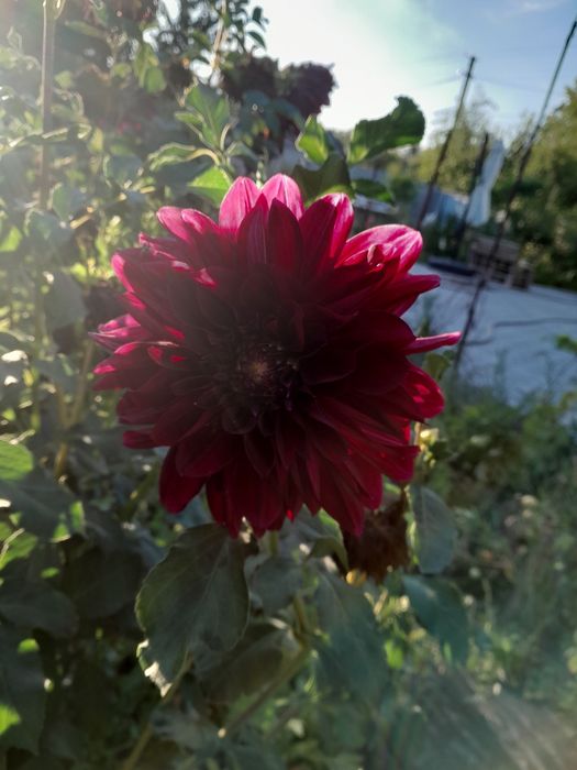 Продам клубні жоржини,  георгину