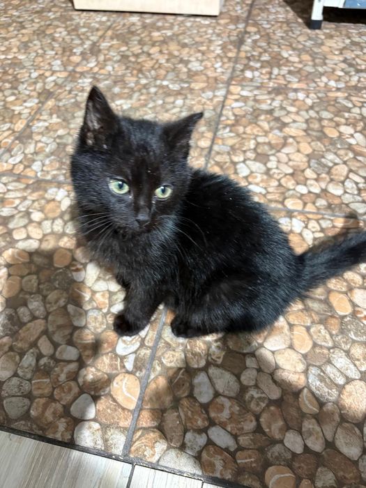 Wesoły koci maluch Leo szuka domu