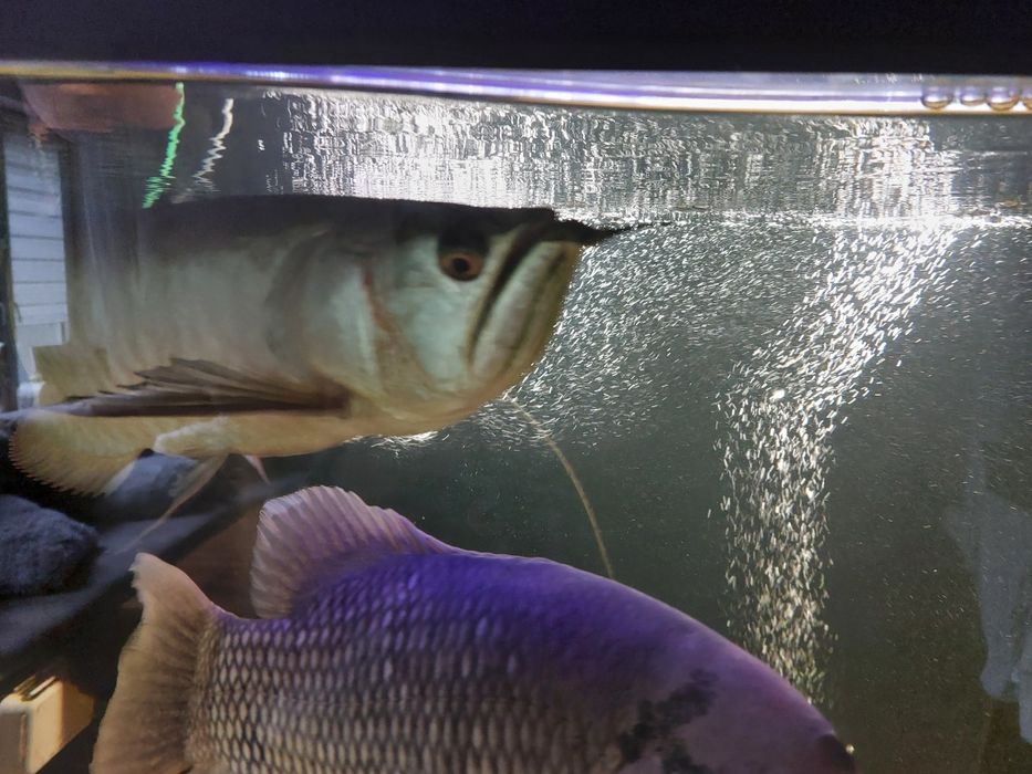 Arowana Srebrną sprzedam