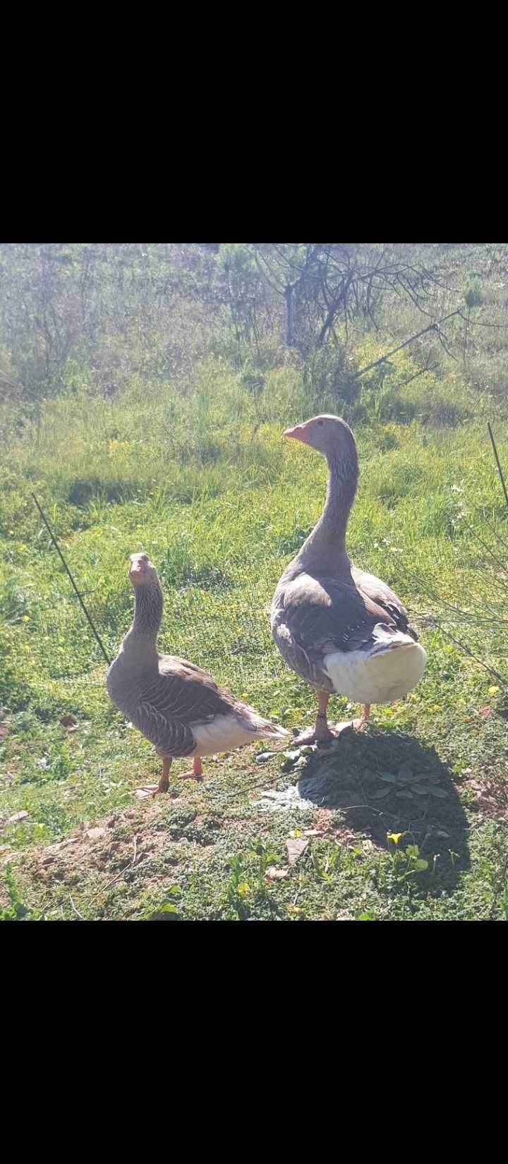 Par de gansos venda