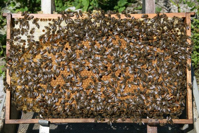 Продам Бджолопакети  2022