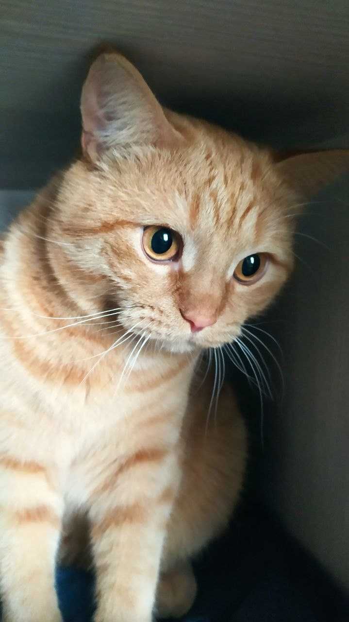 Котик шукає собі даму