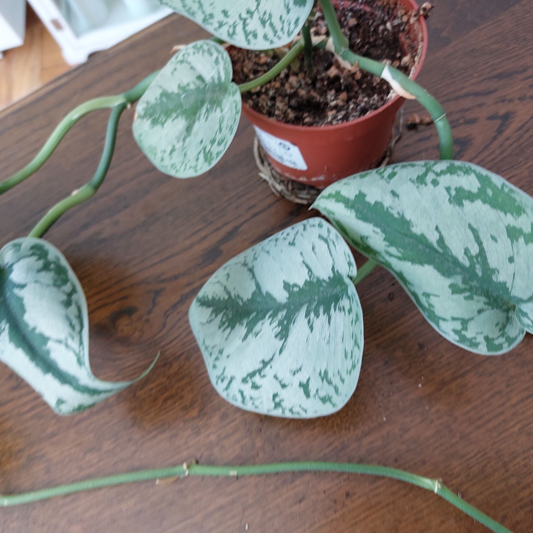 Scindapsus trebie