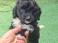 Szczenię cavapoo z metryką