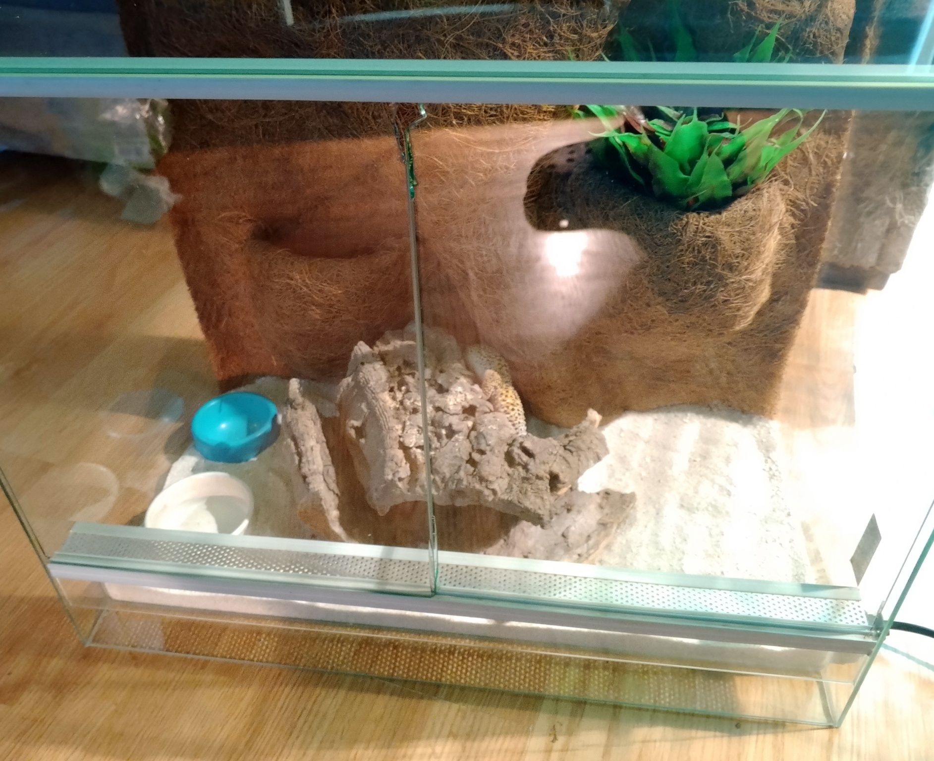 Gekon lamparci classic samiec + terrarium 50x30x40cm z wyposażeniem