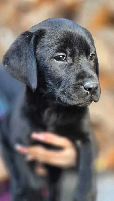 Labrador Retriever