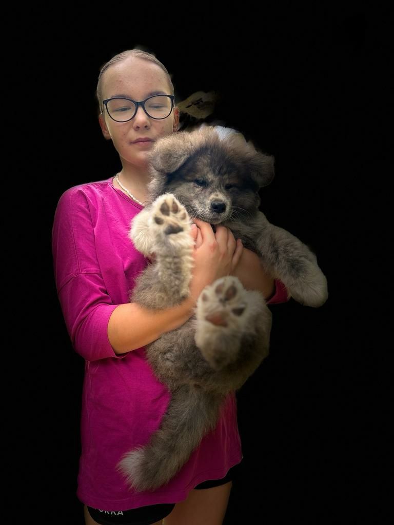 Akita inu-samiec z metryką ZKwP