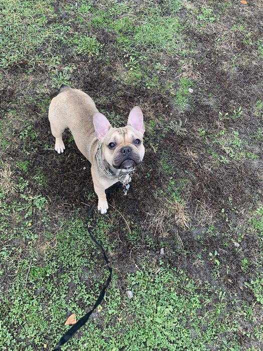 ( Вʼязка  перша  ) Шукаємо  дівчинку для французького бульдога