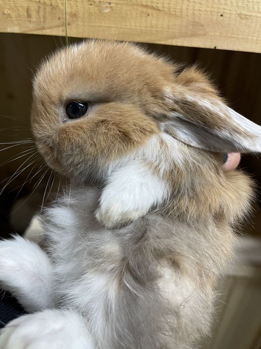Карликовый, вислоухий мини баранчик ,кролик , домашний питомник