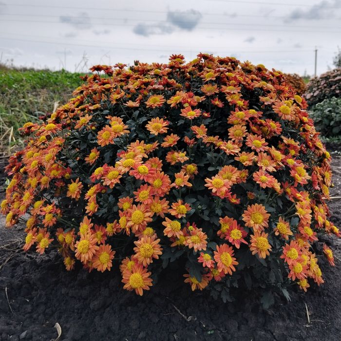 Маточники хризантеми