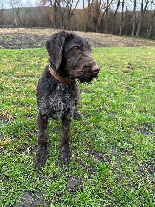 Продам два кобеля