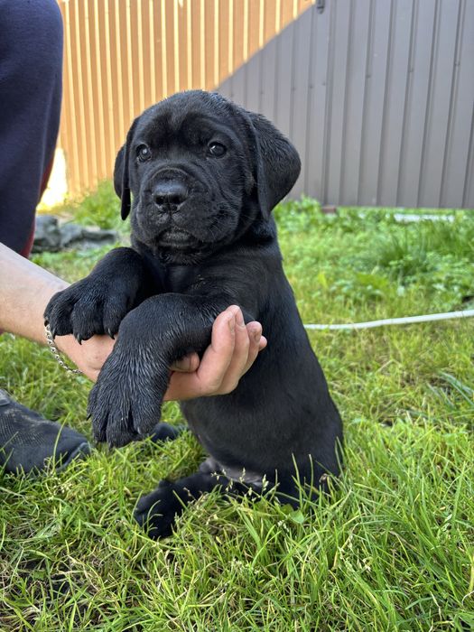 Кане корсо песики