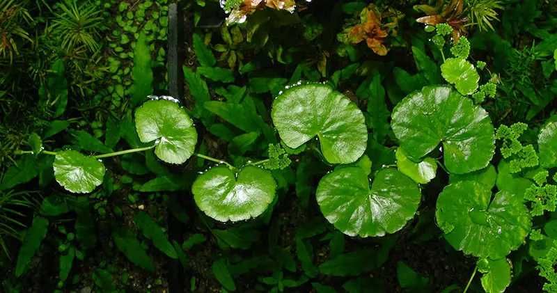 Щитолистник. Акваріумні рослини