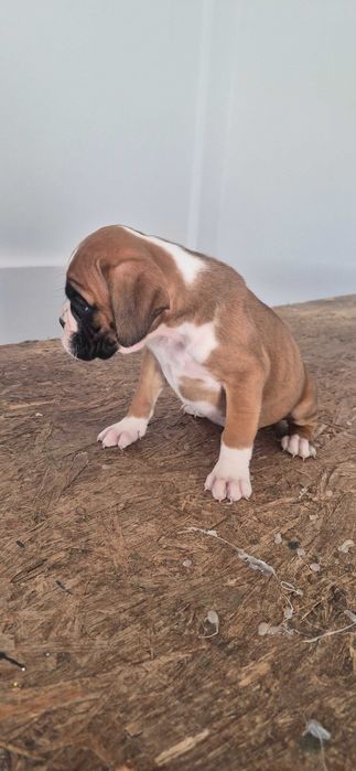 Bokser suczka piesek