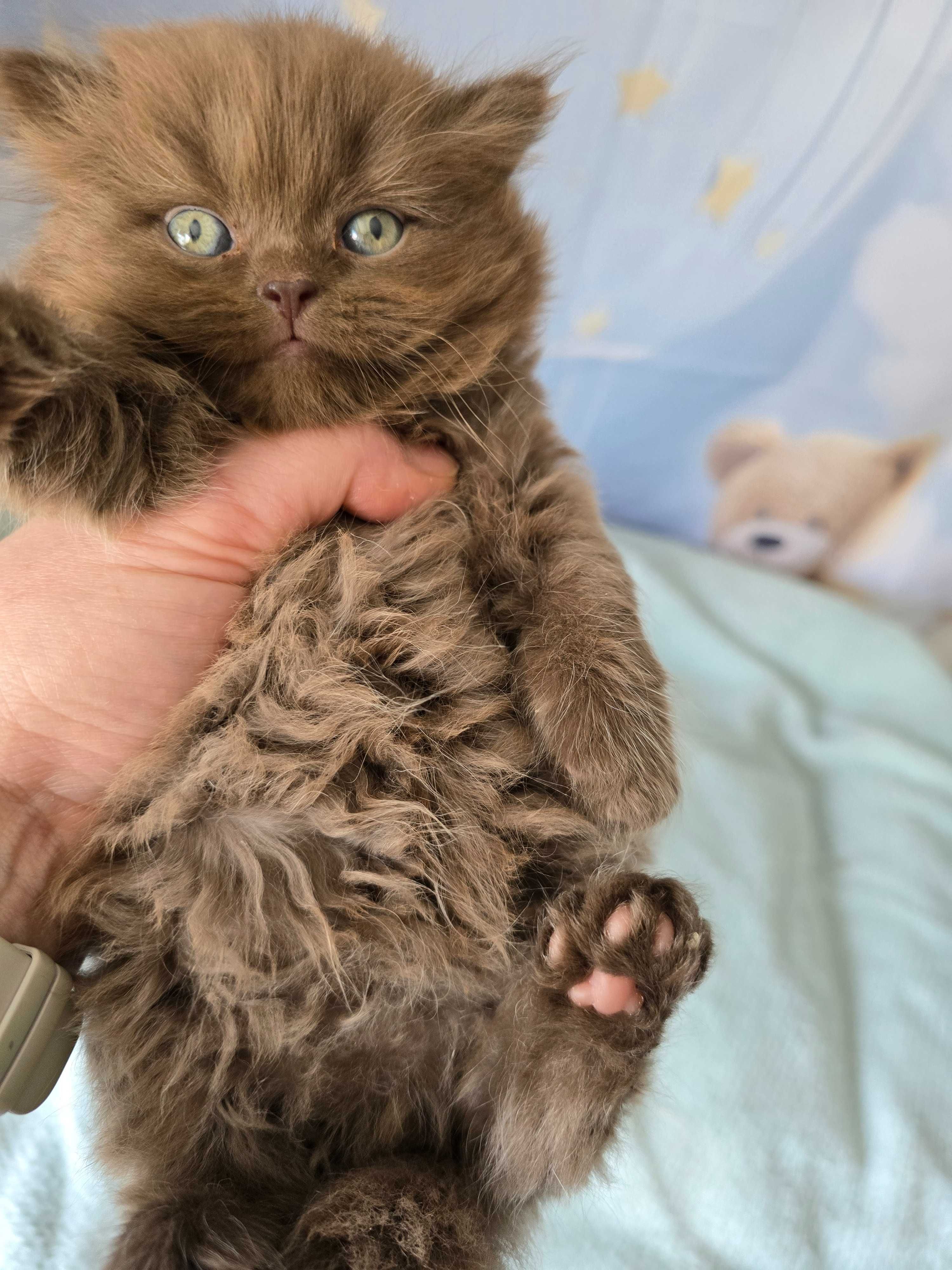 British Longhair chocolate macho com Lop