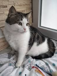 Відаю безкоштовно Котика