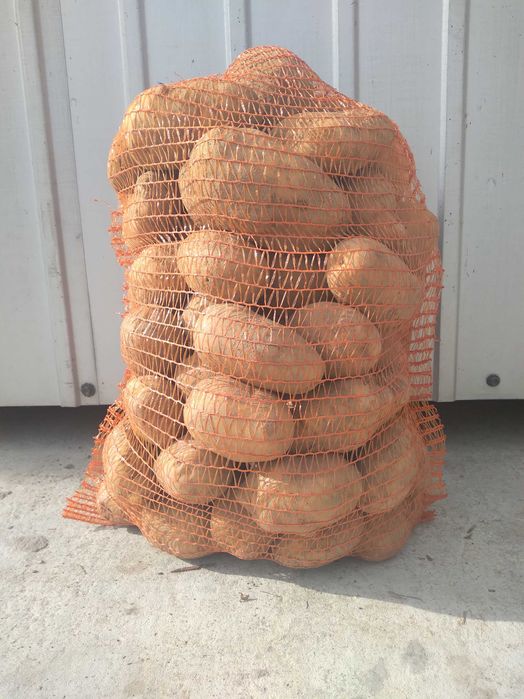 ziemniaki jadalne Otolia, żółte