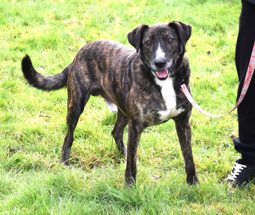 Cudny, fantastyczny, przekochany, przytulasny, bezdomny szuka domu