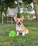 Welsh Corgi Cardigan szczenie FCI
