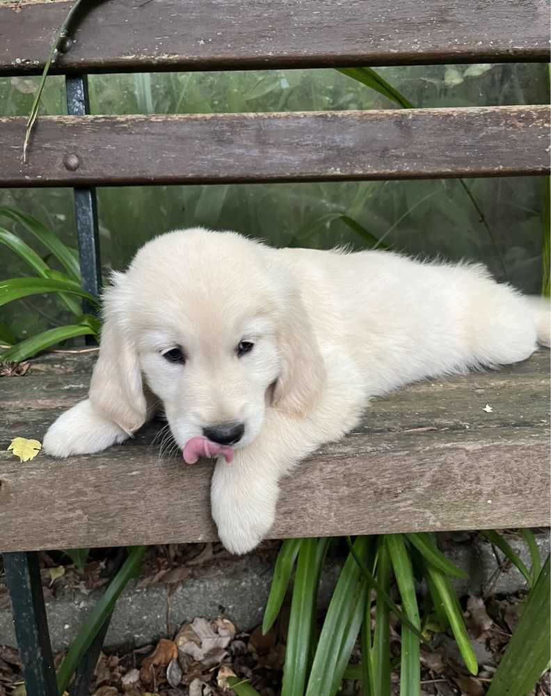 Golden Retriever cachorrinho
