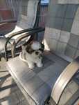 Shih Tzu szczeniaczek