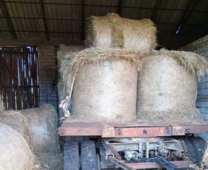 Siano w belach polecam