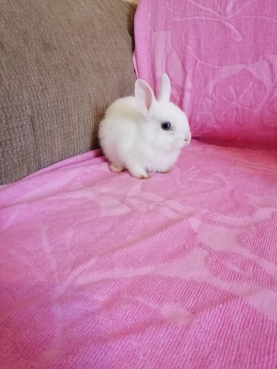 Króliczki karzełki, królik miniaturka