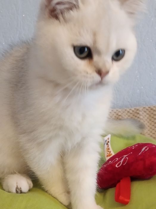 Ласкавий і ніжний задавака