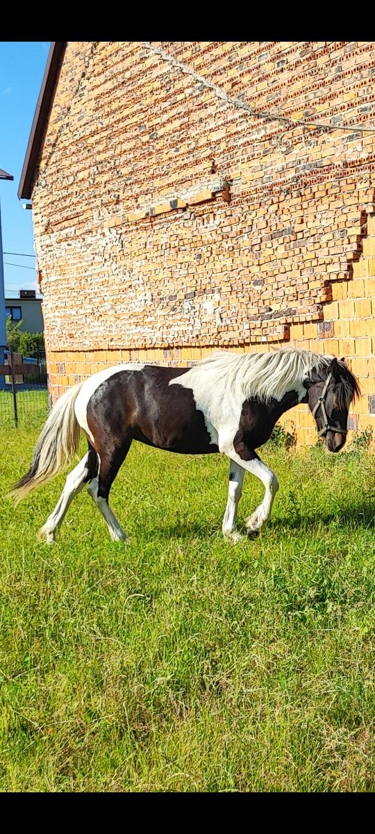 Młoda klacz w typie tinker