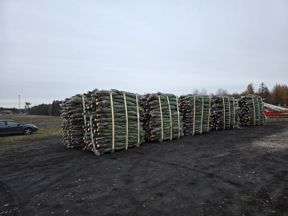 Jodła Kaukaska Hurt Detal