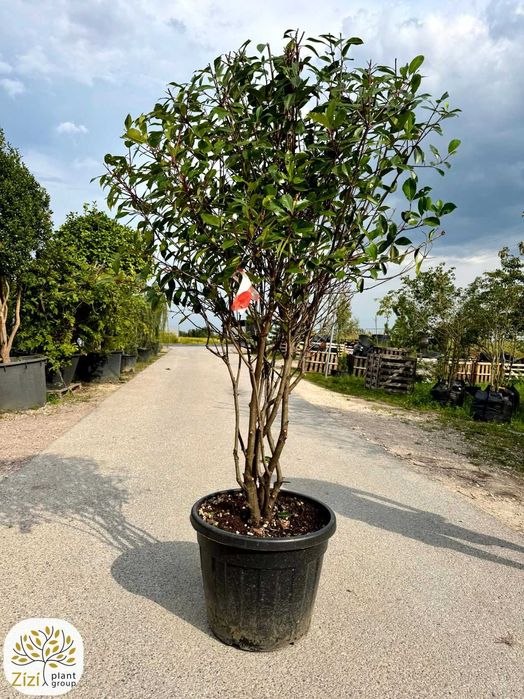 Photinia fraseri Red Robin, Głogownik, 200-250, 300-350cm, wielopniowy