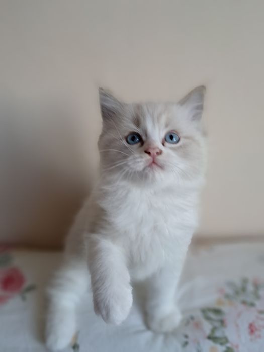 Biały słodziak kocurek Ragdoll