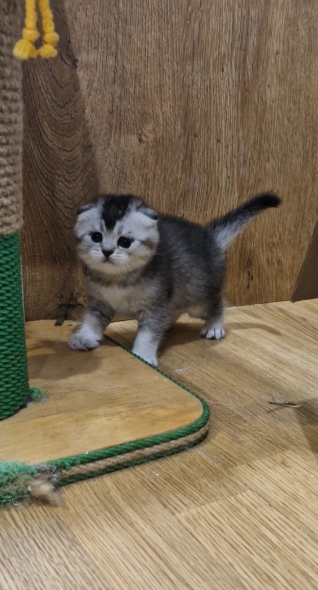Шотландський малюк,фолд