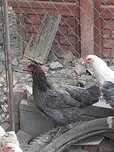 Kury  koguty marans