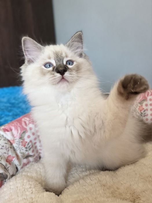 Śliczny kocurek Ragdoll