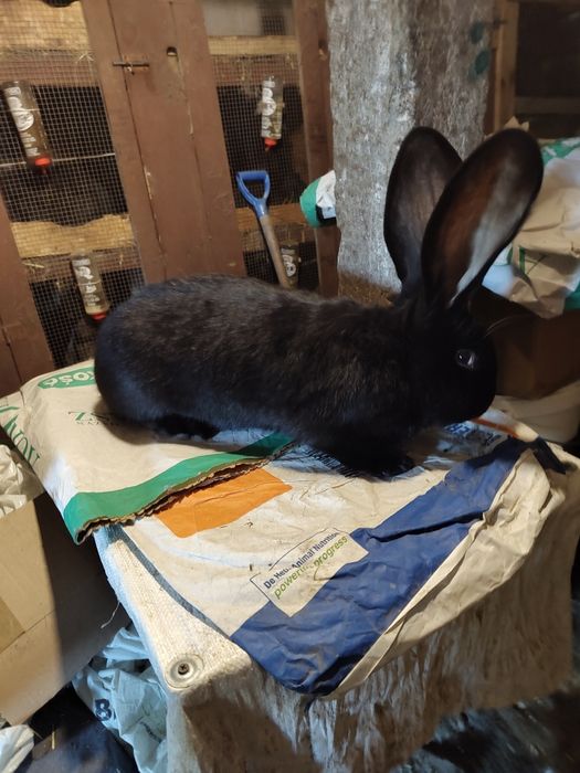 Olbrzym belgijski czarny