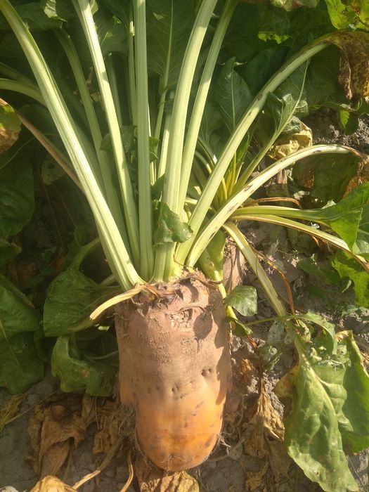 Кормовий буряк 4грн