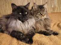 Kocurek Maine Coon FPL
