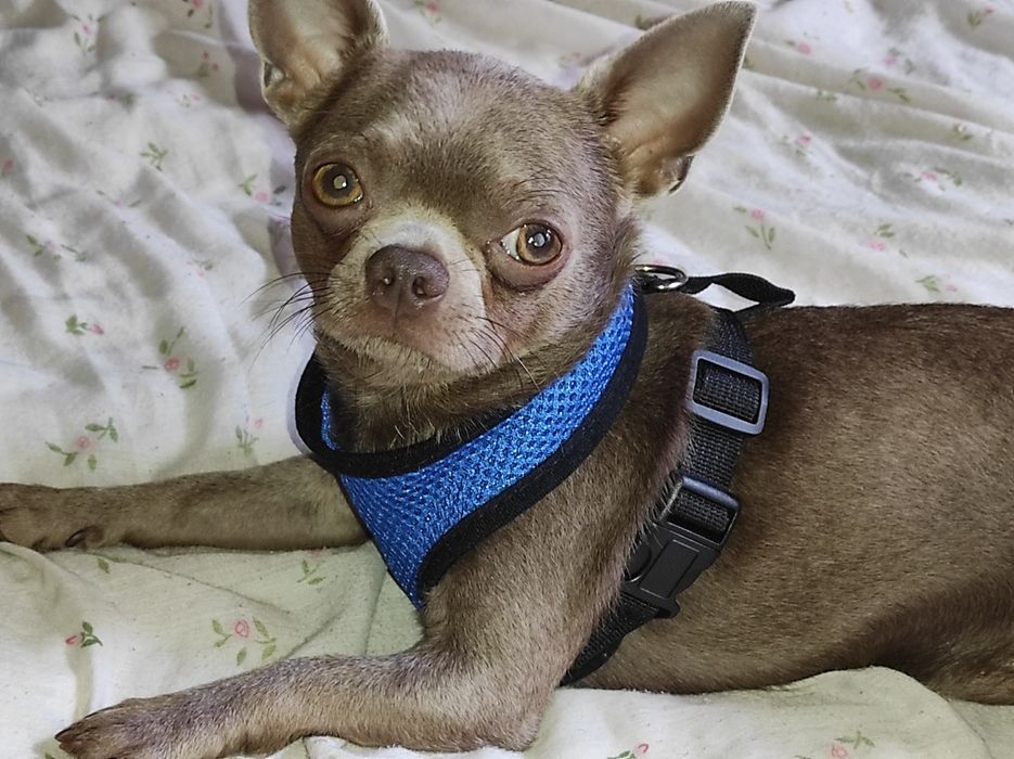 Чихуа лиловый кавалер