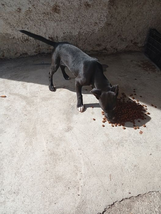Adoçao cao muito meiguinho