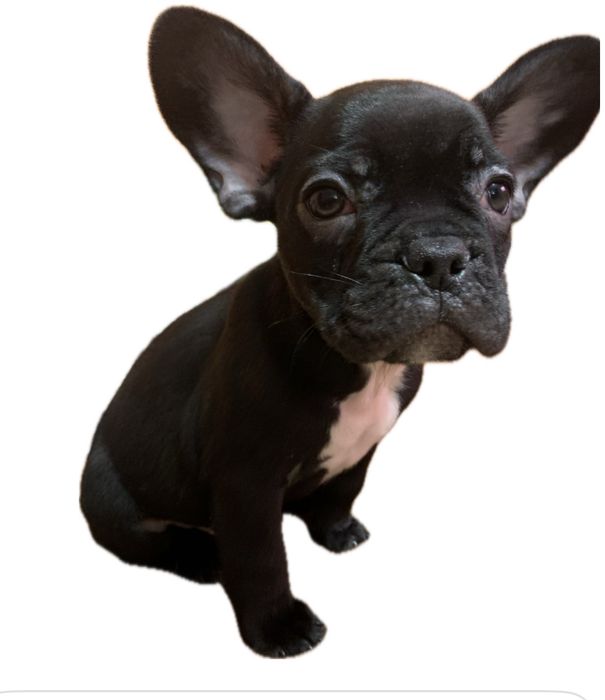 Do wydania do nowego Domku Buldog francuski